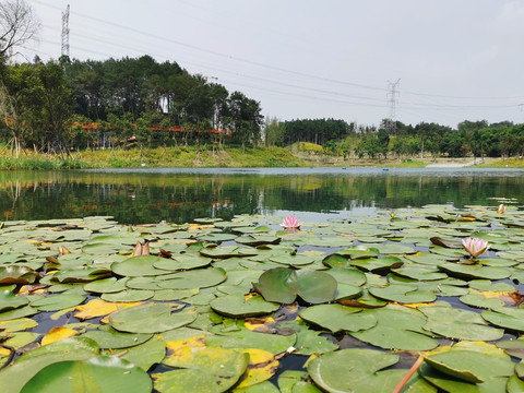 永安湖城市森林公园