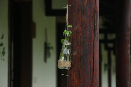 玻璃瓶里的绿植
