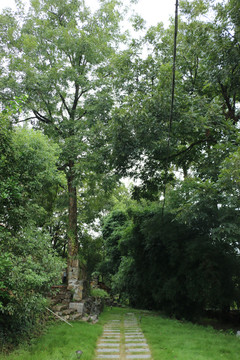 庭院里的山核桃古树