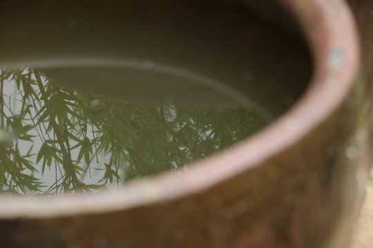 水缸里的竹影