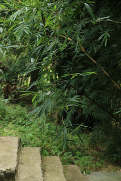 台阶上垂下的竹枝
