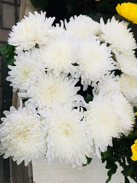 白色菊花