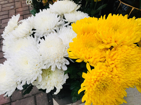 菊花