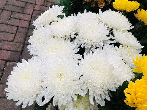 菊花