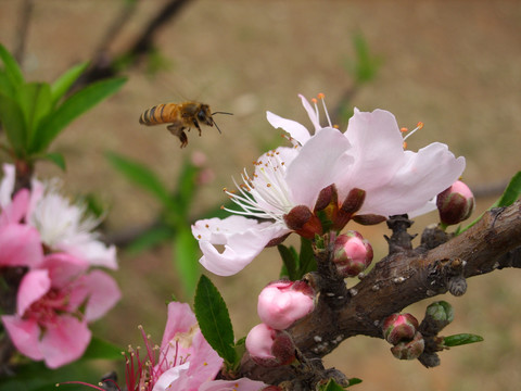 蜜蜂采蜜