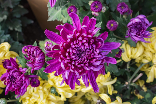 紫色菊花