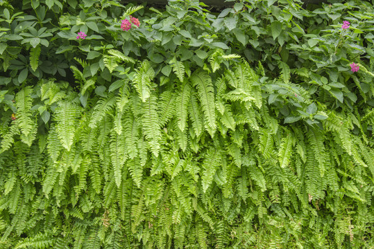 植物背景墙