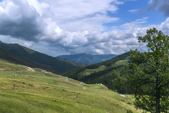 北疆高山牧场风光