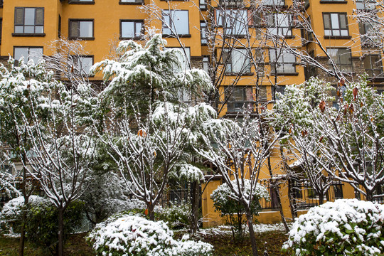 小区雪景