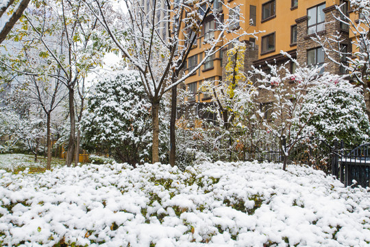 雪景