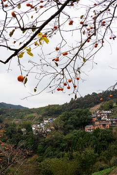 山村秋景