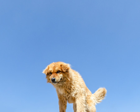 田园犬