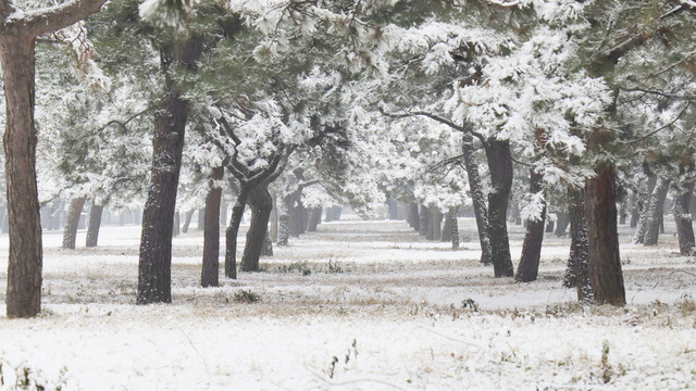 北京天坛公园雪景