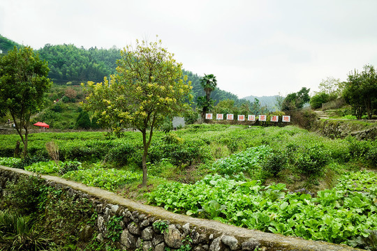 井冈山神山村