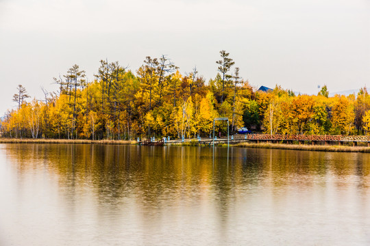 湖泊金色森林