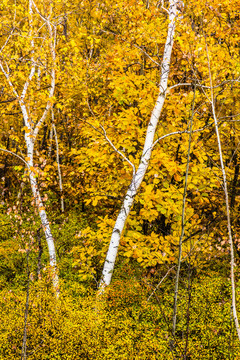 秋季白桦树竖幅
