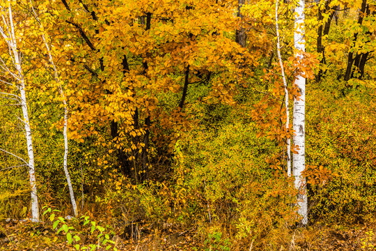 秋季多彩树林蒙古栎