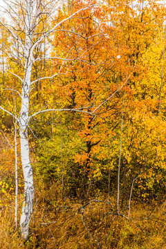 秋季金色森林竖幅