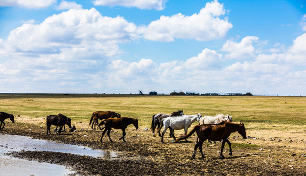 春季草原马群蒙古包