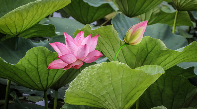 荷花