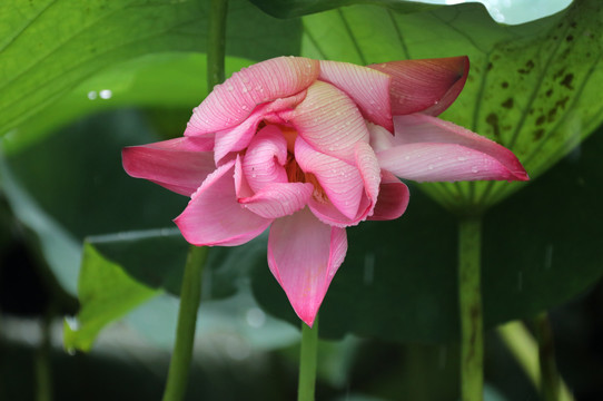 雨中荷花