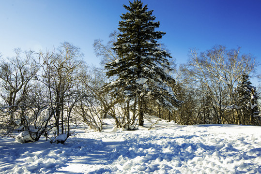 冰雪树林