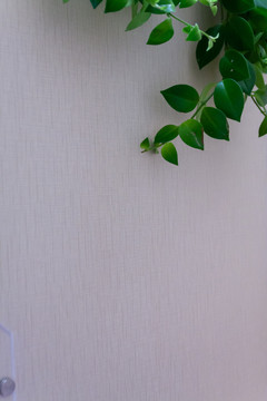 墙面绿植