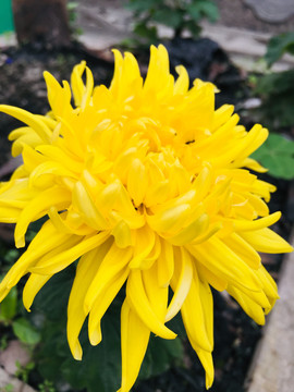 黄色黄花