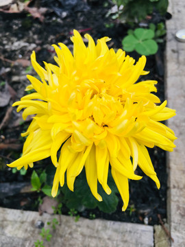 菊花