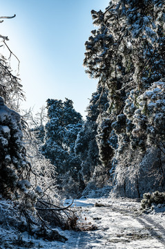 长春净月潭国家森林公园冬季雪景