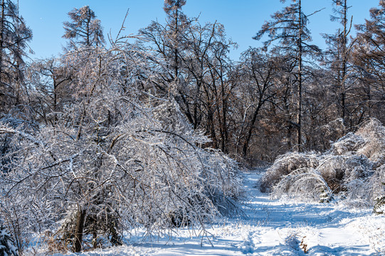 长春净月潭国家森林公园冬季雪景