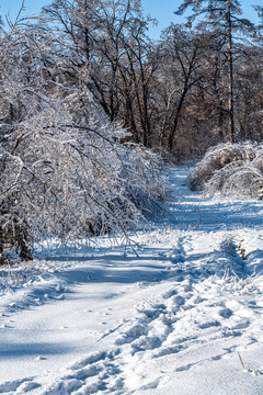 长春净月潭国家森林公园冬季雪景