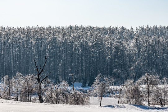 长春净月潭国家森林公园冬季雪景