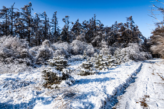 长春净月潭国家森林公园冬季雪景