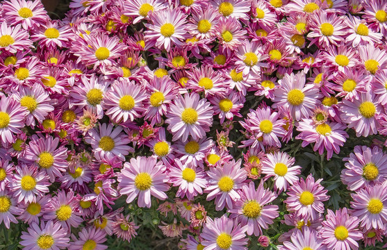 粉色菊花