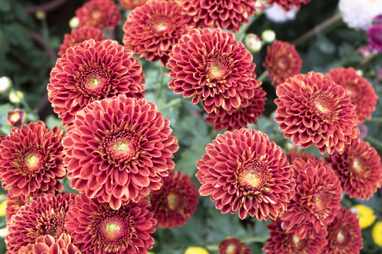 红色菊花