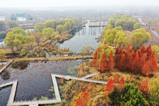 山东微山湖湿地风光