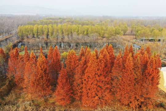 山东微山湖湿地风光