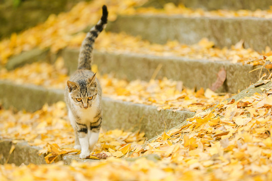 银杏禅猫