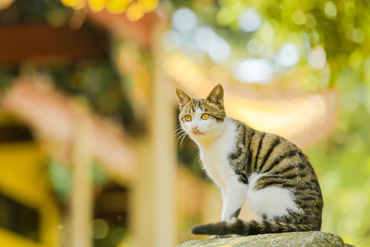 禅猫