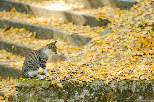 禅猫