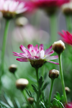 雏菊花