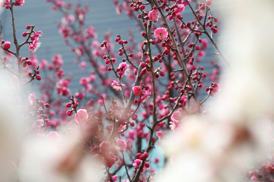 红梅花开