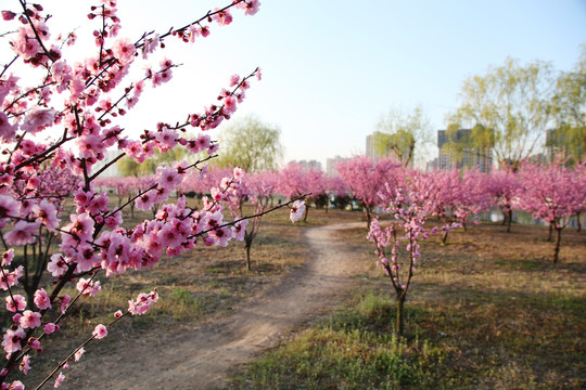 花间小路