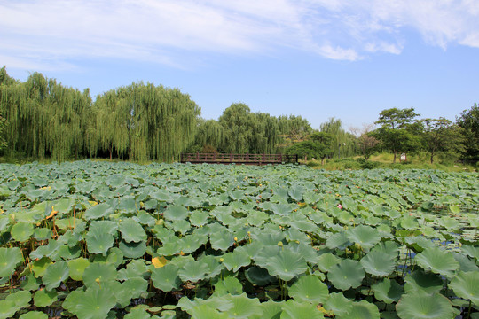 圆明园