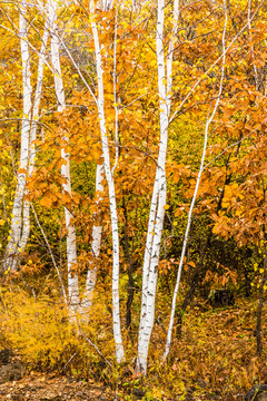 秋季金色白桦树林竖幅
