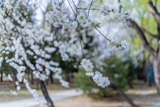 桃花