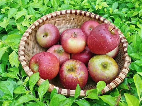 红苹果