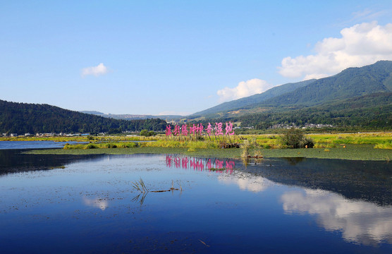 云南腾冲北海湿地