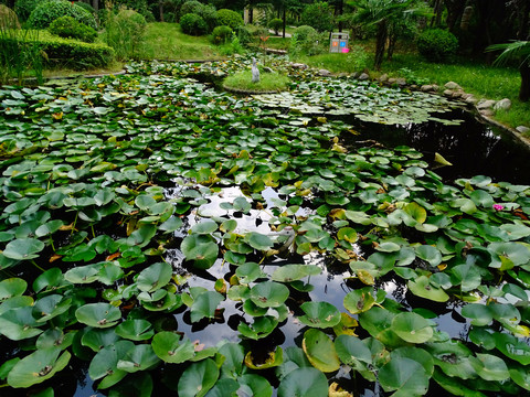 夏日荷塘